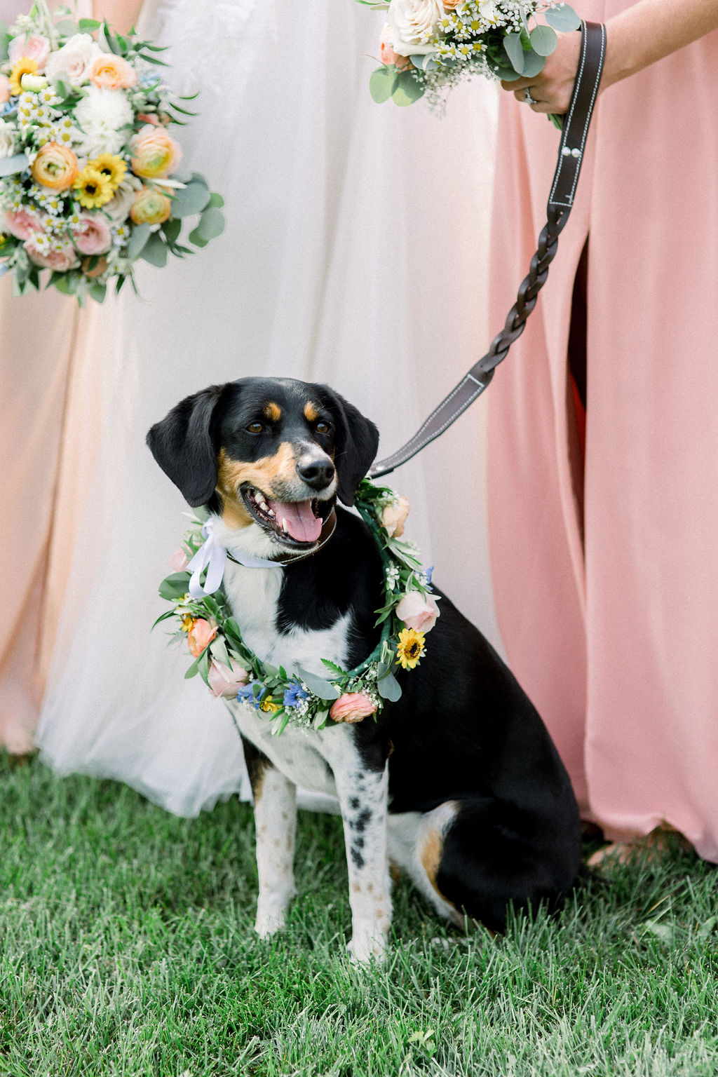 Floral Reef Designs Ottawa Wedding Florist - Amy Pinder Photography - Stonefields Estate wedding - portrait of puppy in wedding party wearing a matching bouquet collar